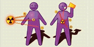 Irradiation interne / Irradiation externe