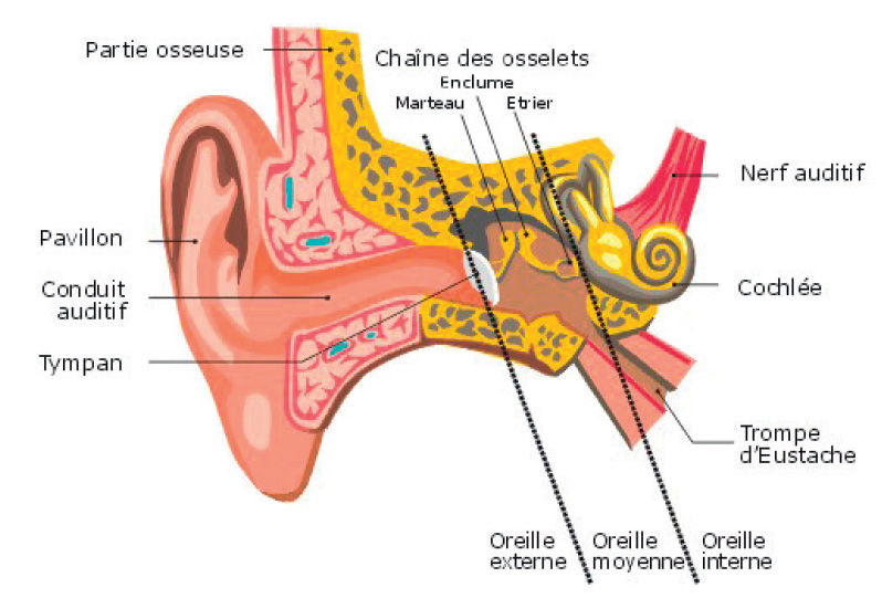 Schéma oreil interne