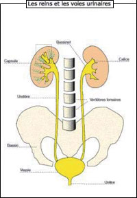 Les reins - Schéma